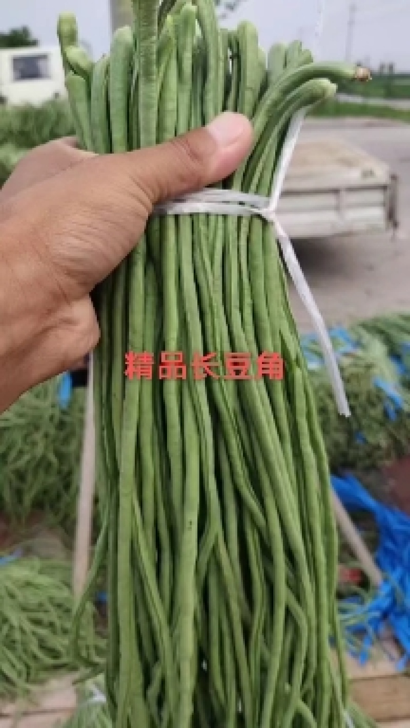 山东精品长豆角大量上市