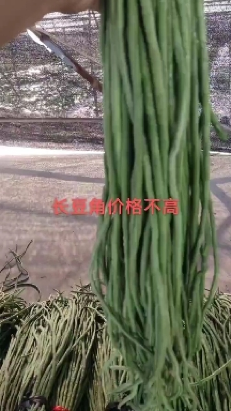 山东精品长豆角大量上市
