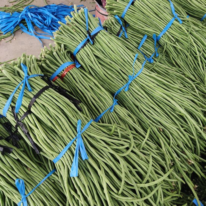 山东精品长豆角大量上市