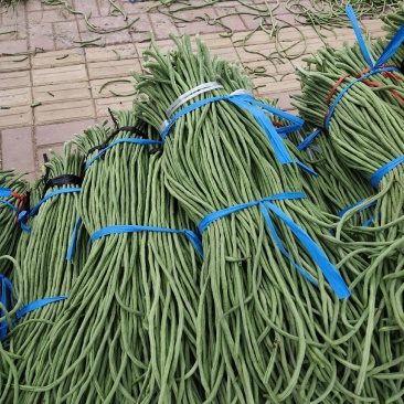 山东精品长豆角大量上市