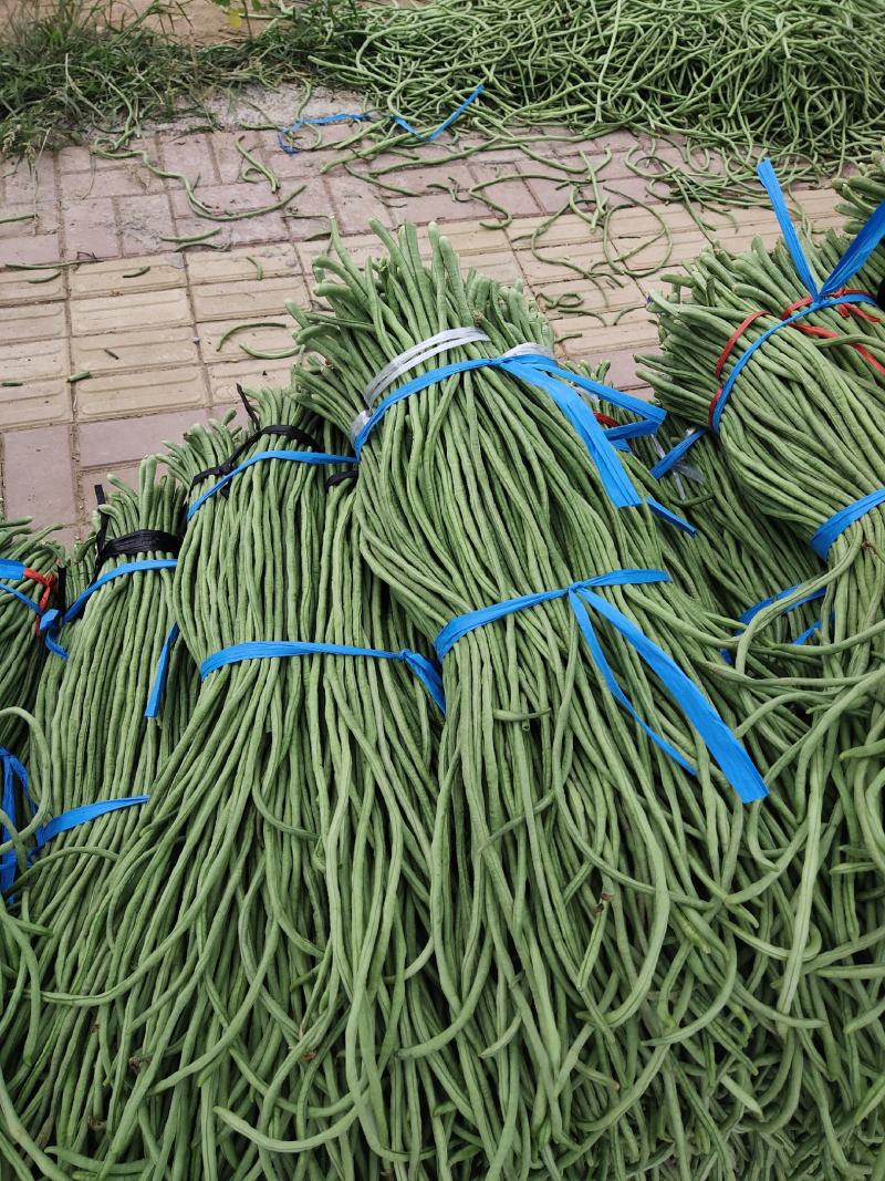 山东精品长豆角大量上市