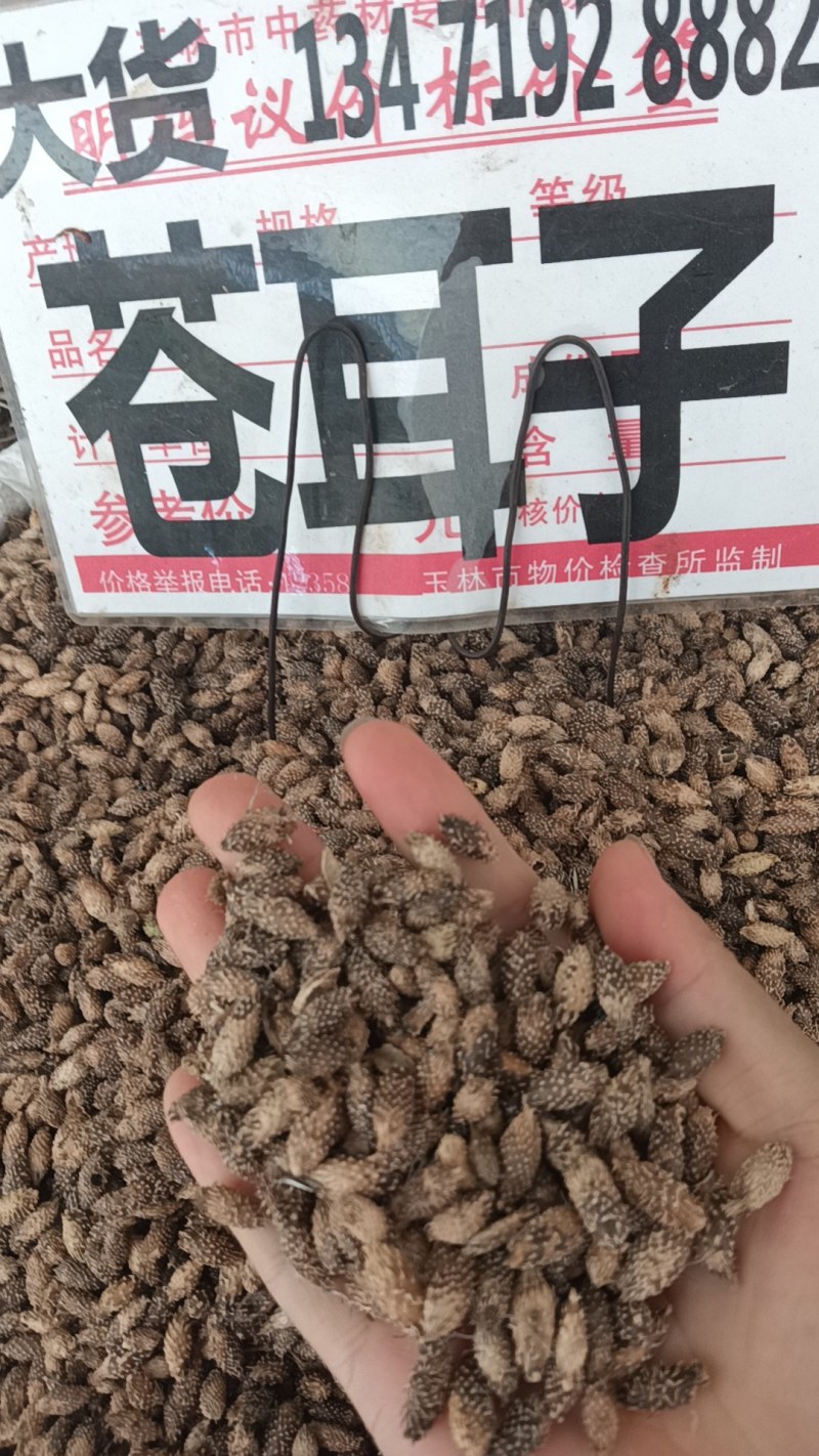 苍耳子