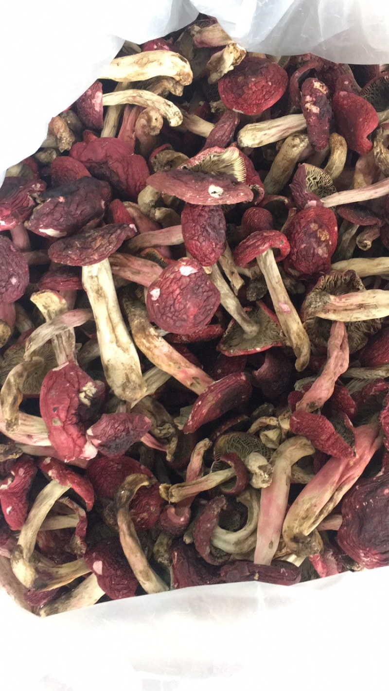 云南红菇大量供应对接同行产地优势有量有价品质保证