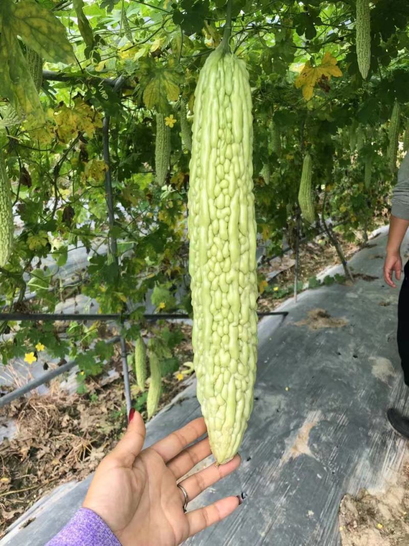 苦瓜苗杂交苦瓜苗齐顶苦瓜白珍珠苦瓜绿珍珠苦瓜苗