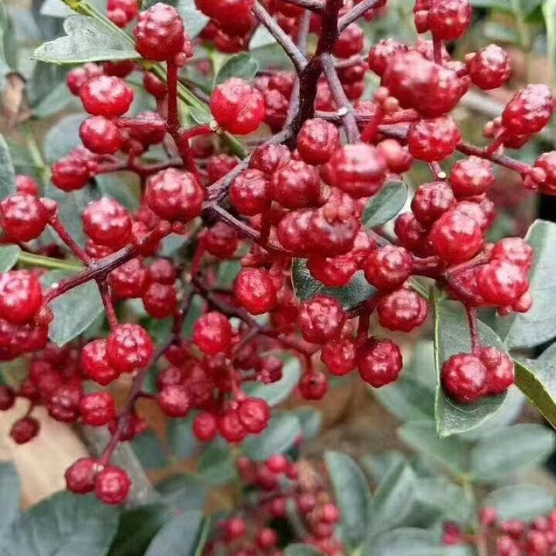 又香又麻的花椒上市了，需要的老板请联系我