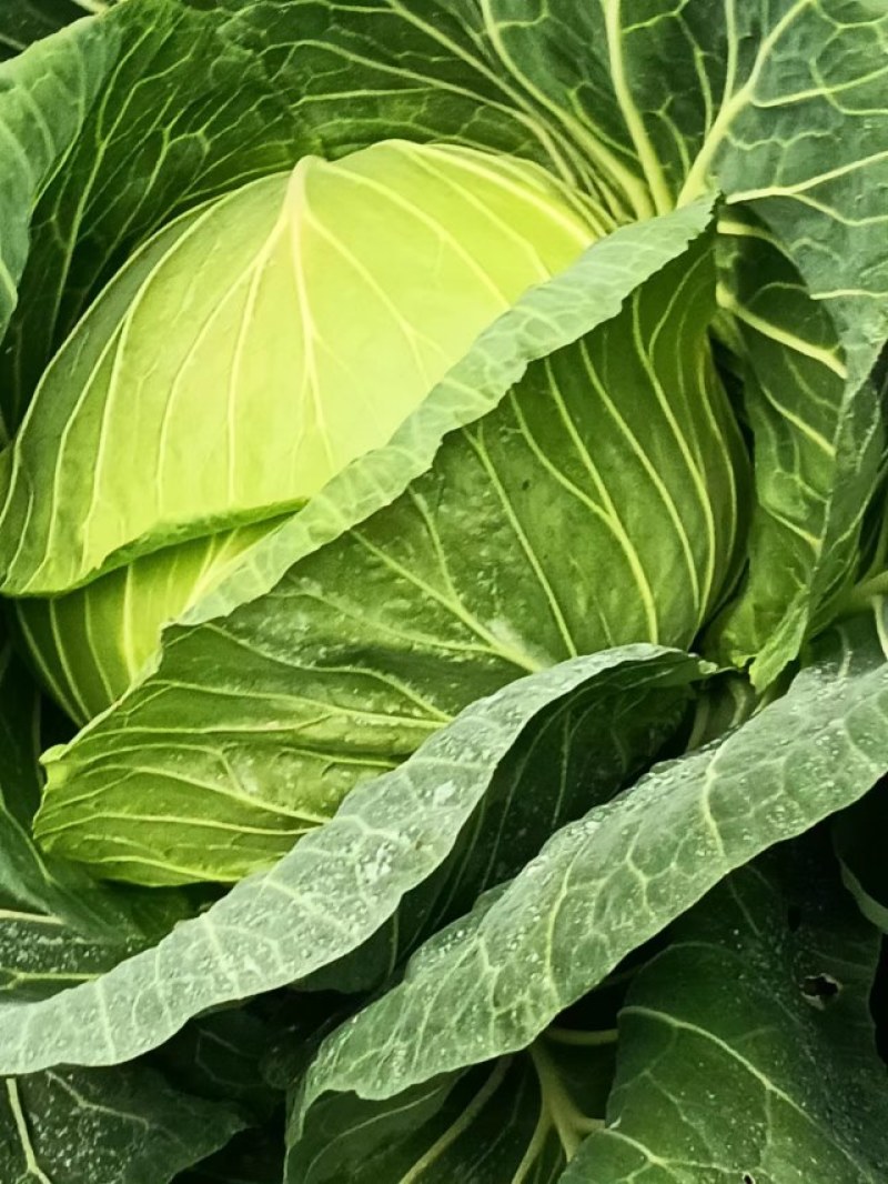 高山上的包菜大量上市了