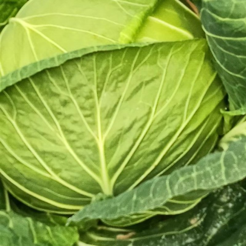 高山上的包菜大量上市了