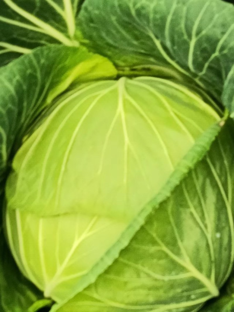 高山上的包菜大量上市了