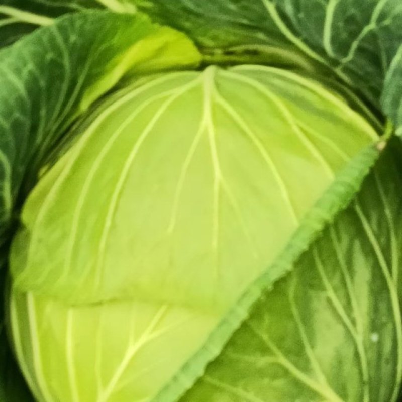 高山上的包菜大量上市了