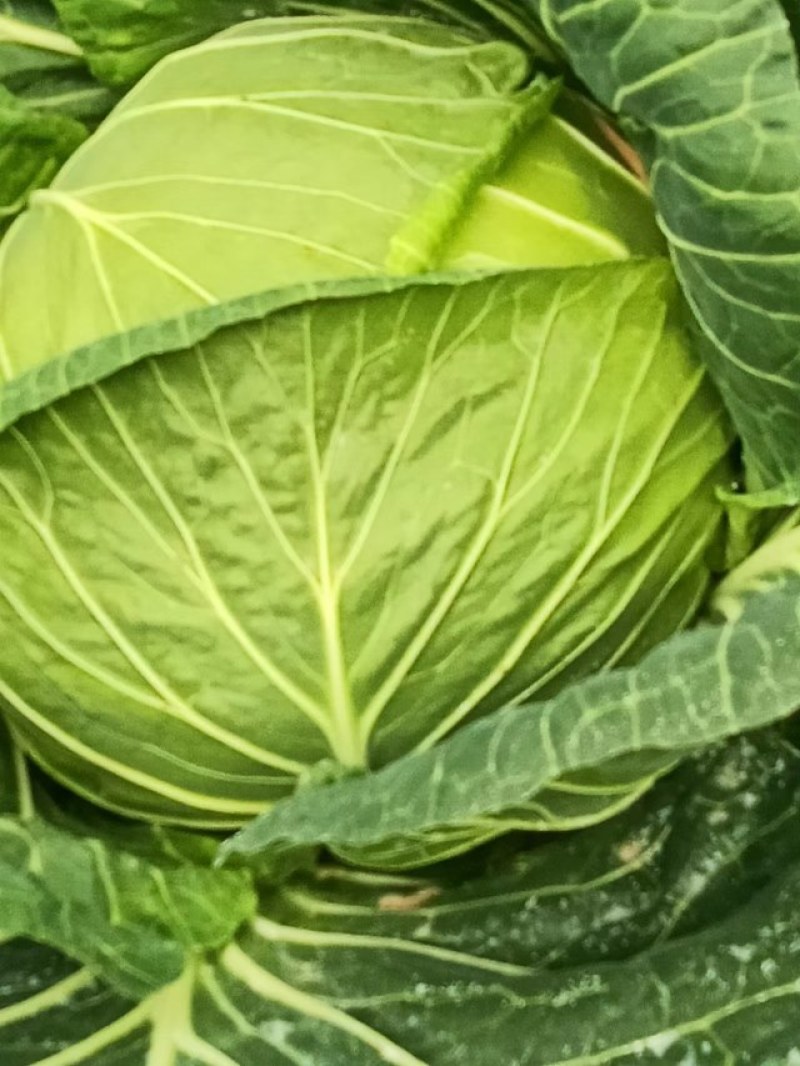 高山上的包菜大量上市了