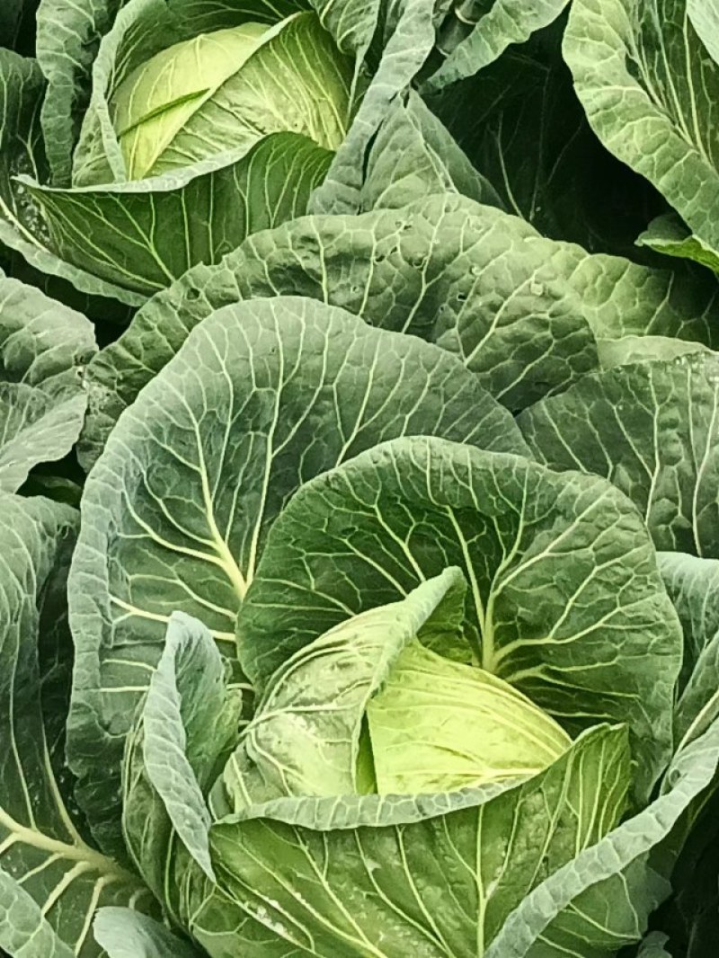 高山上的包菜大量上市了