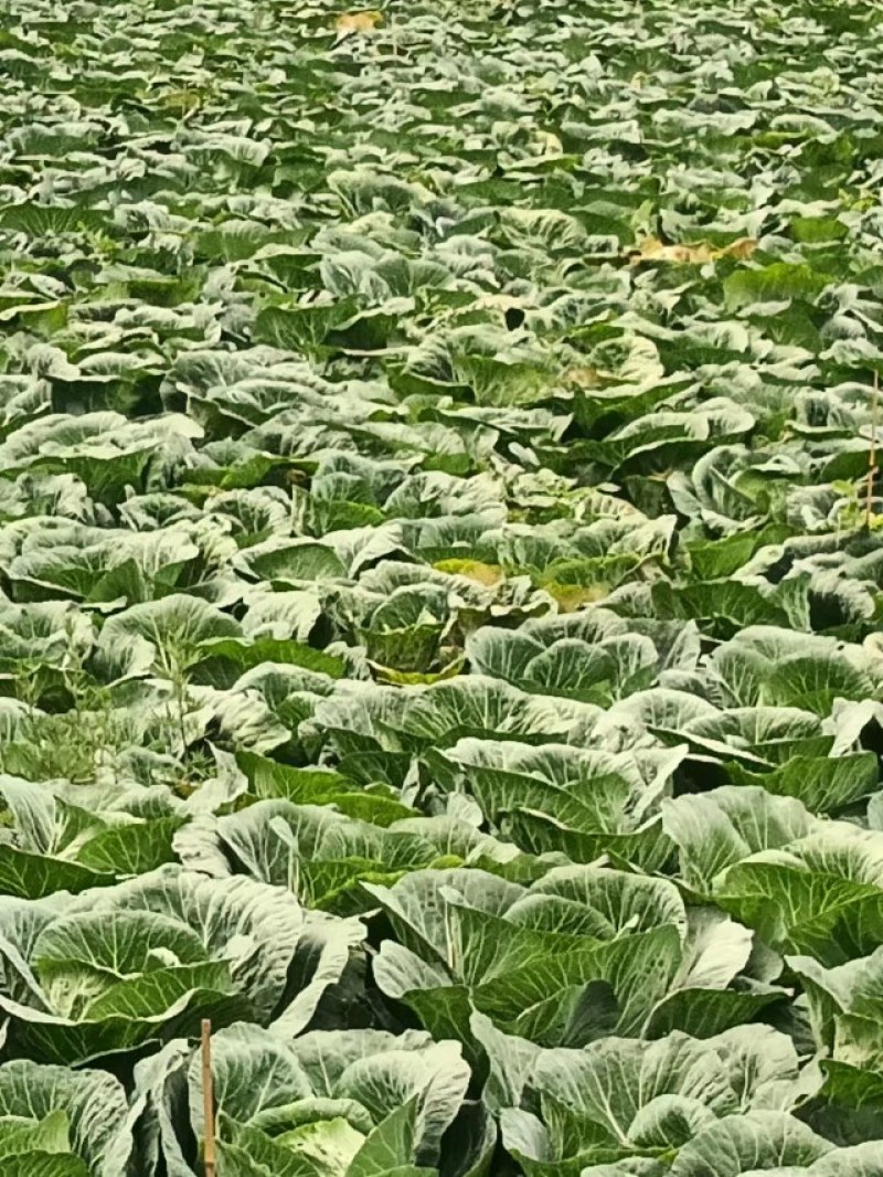 高山上的包菜大量上市了