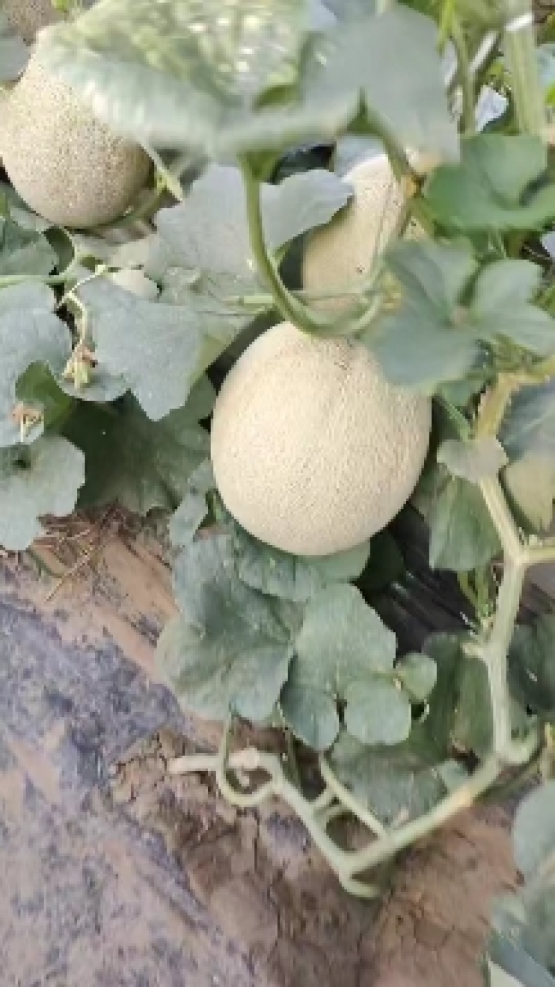 晓蜜25，网纹，脆甜多汁，货源充足，保质保量，产地直供