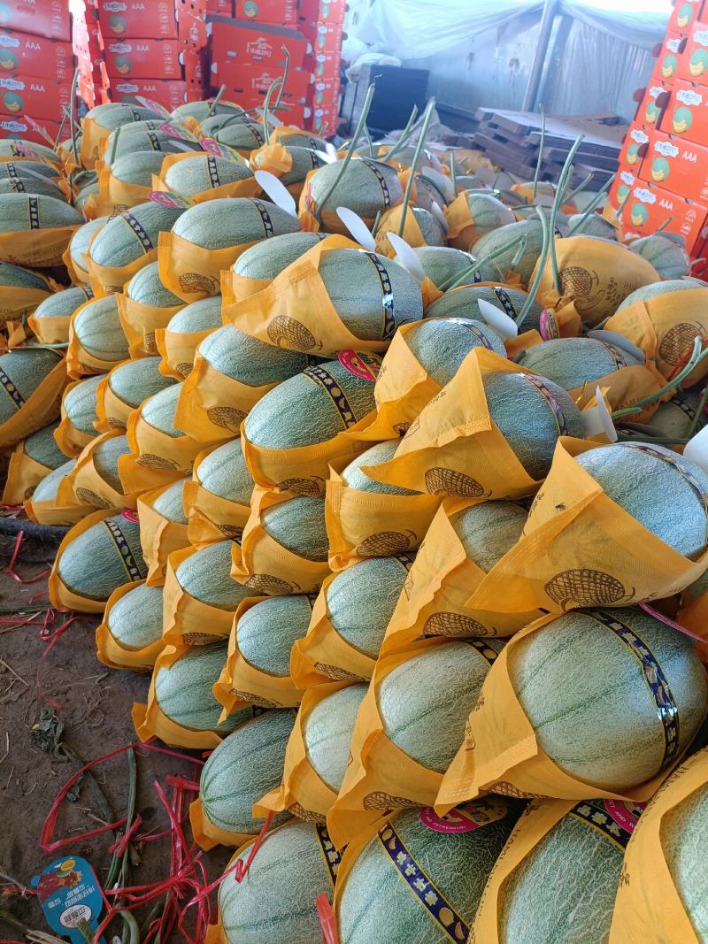 晓蜜25，网纹，脆甜多汁，货源充足，保质保量，产地直供
