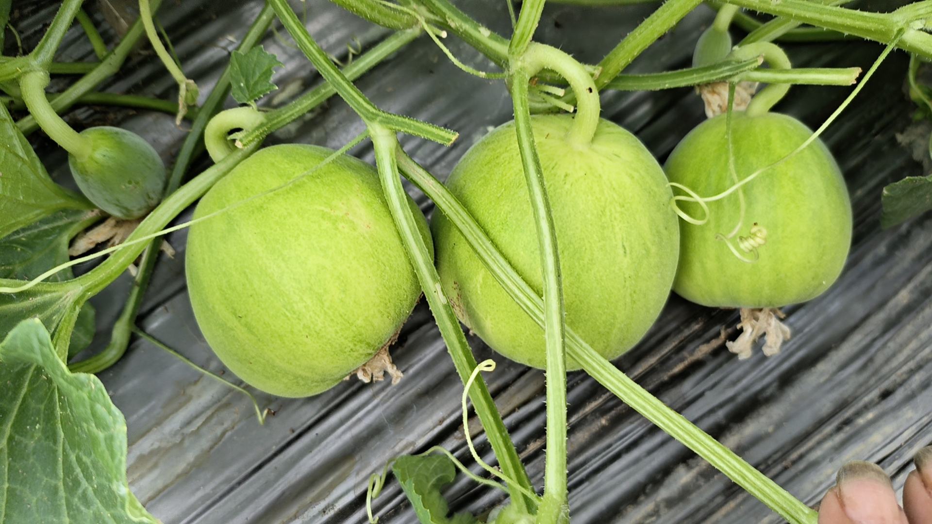 图中展示三颗木瓜,分别处于青绿色未成熟、黄绿相间半成熟、金黄色完全成熟三个阶段 木瓜不同成熟阶段对比图