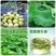 精品微山湖荷叶茶2024新茶颗粒型产地直销大量批发花草茶