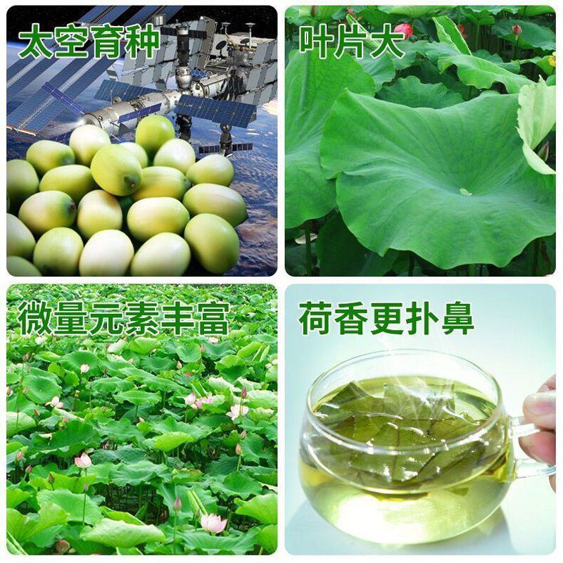 精品微山湖荷叶茶2024新茶颗粒型产地直销大量批发花草茶