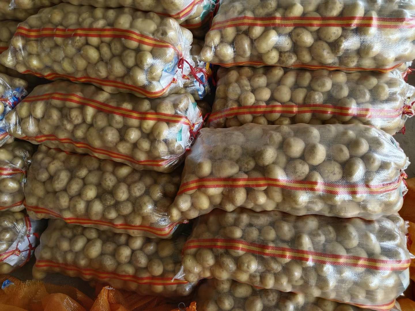 展示厨房台面上暴露在光线下的土豆袋 家庭厨房中错误存放土豆的场景