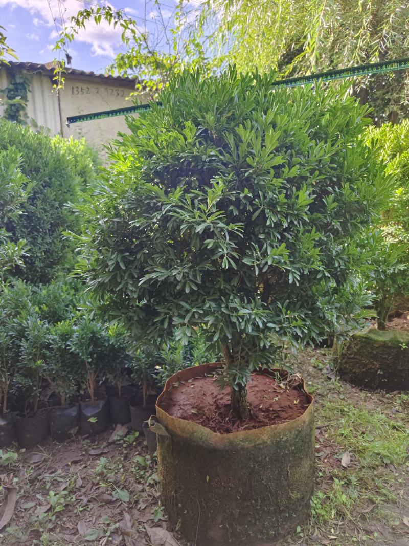雀舌黄杨
