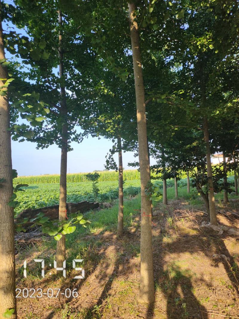 10-28公分的银杏树大量供应，杆直冠好支持线上保障交易