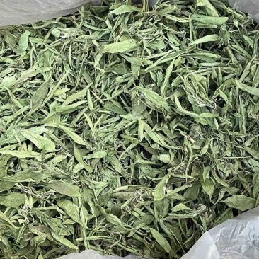 甜叶菊