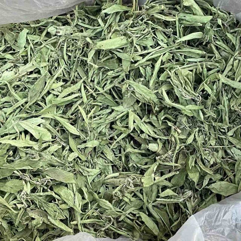 甜叶菊