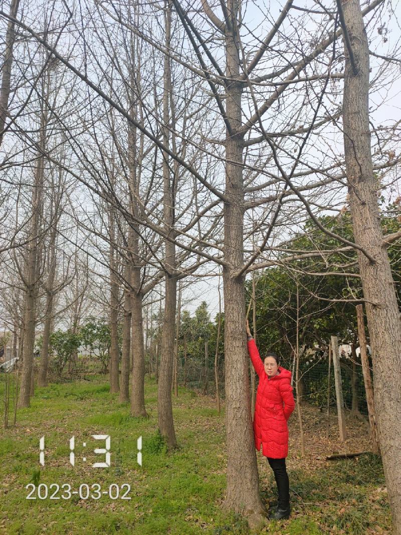 10-28公分的银杏树大量供应，杆直冠好支持线上保障交易