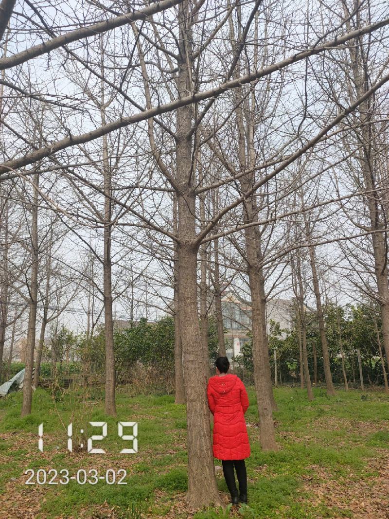 10-28公分的银杏树大量供应，杆直冠好支持线上保障交易