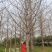 10-28公分的银杏树大量供应，杆直冠好支持线上保障交易