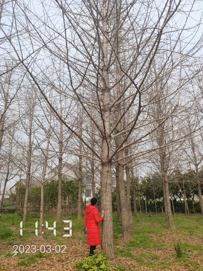 10-28公分的银杏树大量供应，杆直冠好支持线上保障交易