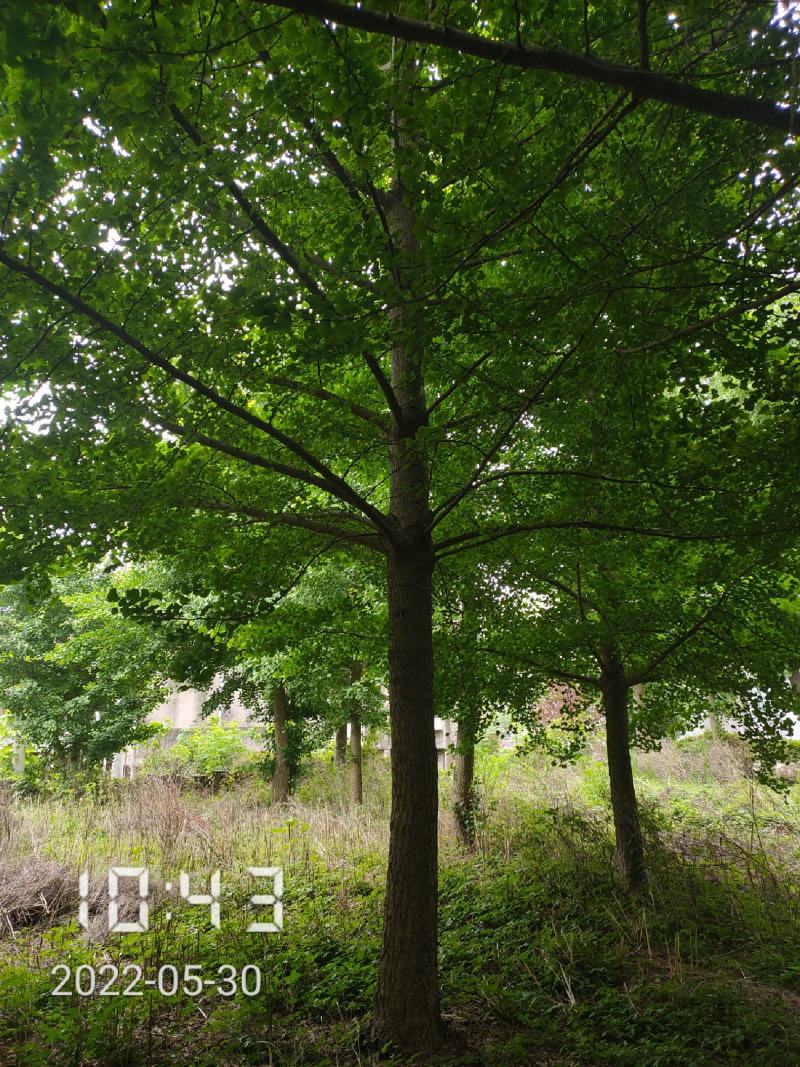 10-28公分的银杏树大量供应，杆直冠好支持线上保障交易