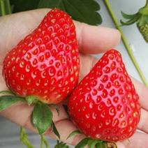 隋珠草莓苗价格，香野草莓苗品种，适合阳台庭院种植