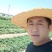 隋珠草莓苗价格，香野草莓苗品种，适合阳台庭院种植