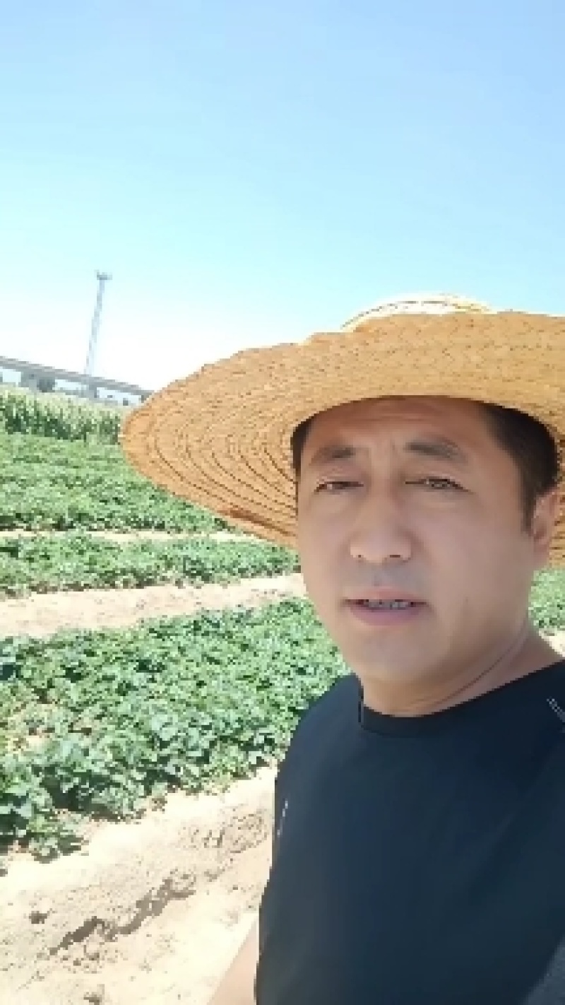 隋珠草莓苗价格，香野草莓苗品种，适合阳台庭院种植
