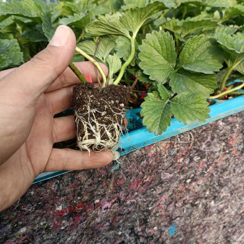 隋珠草莓苗价格，香野草莓苗品种，适合阳台庭院种植