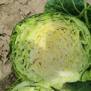 甘兰