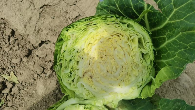 甘兰