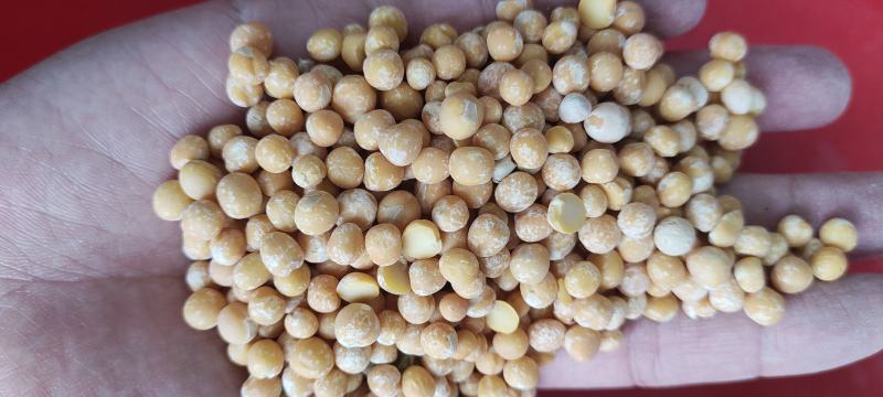 豌豆黄豌豆仁豌豆米脱皮豌豆仁厂家直销一手货源