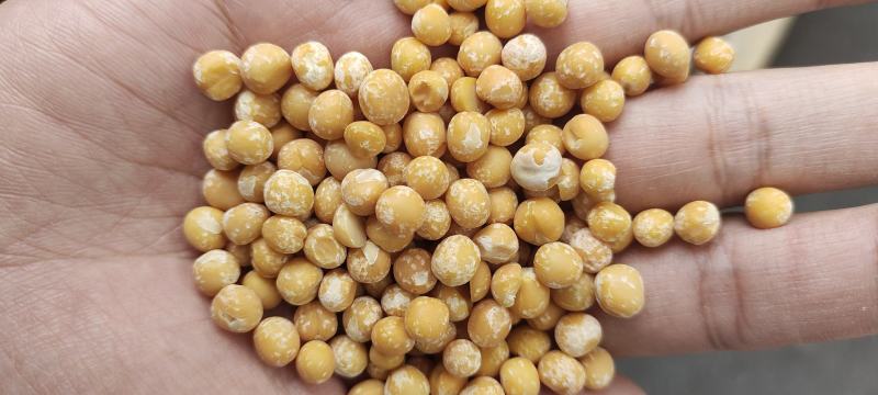 豌豆黄豌豆仁豌豆米脱皮豌豆仁厂家直销一手货源