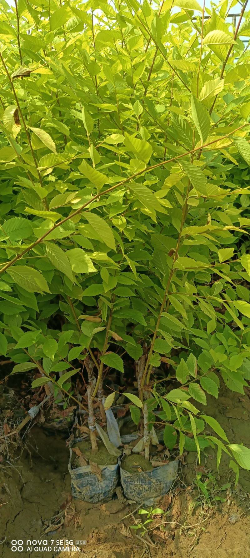 营养杯金叶榆