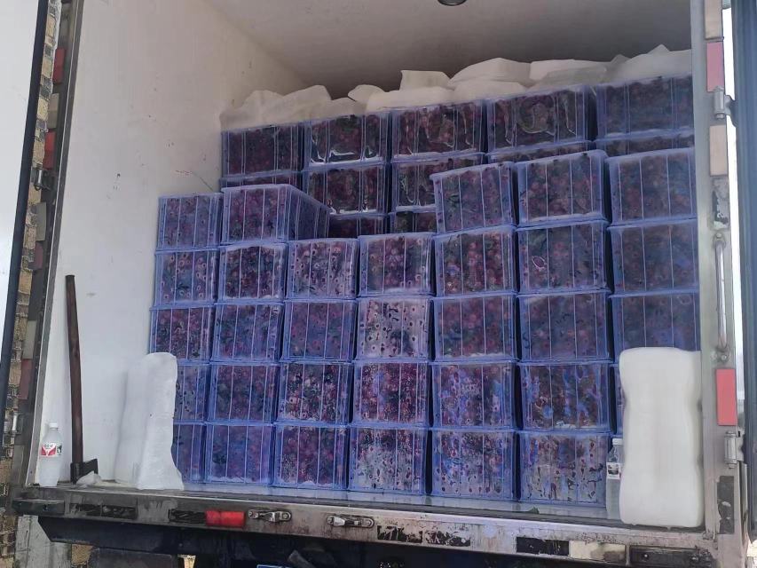 桂味荔枝冷链运输