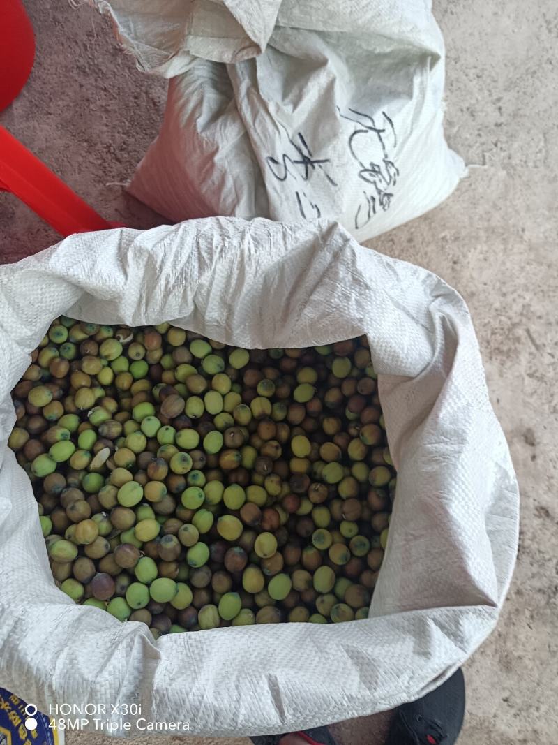 新鲜草莲子