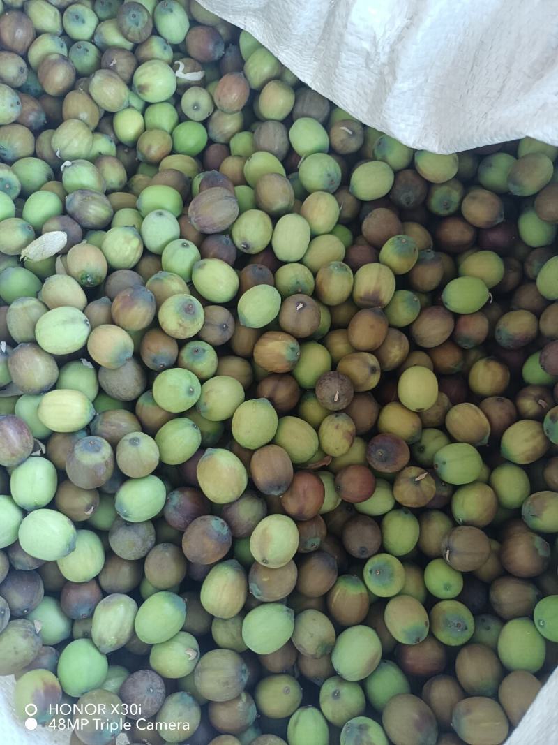 新鲜草莲子