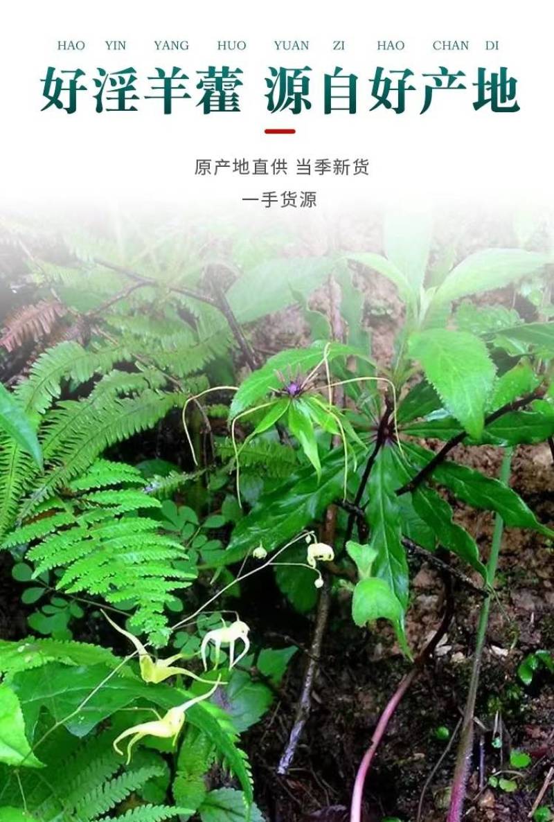 甘肃野生淫羊藿中药材袋泡茶饮淫羊藿叶片批发正品泡酒泡水