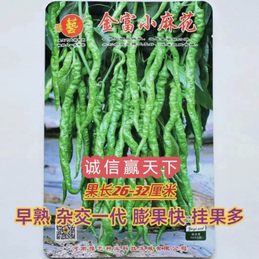 金富小麻花螺丝椒全螺翠绿色抗病耐弱光不变短旋度好