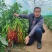 金富小麻花螺丝椒全螺翠绿色抗病耐弱光不变短旋度好