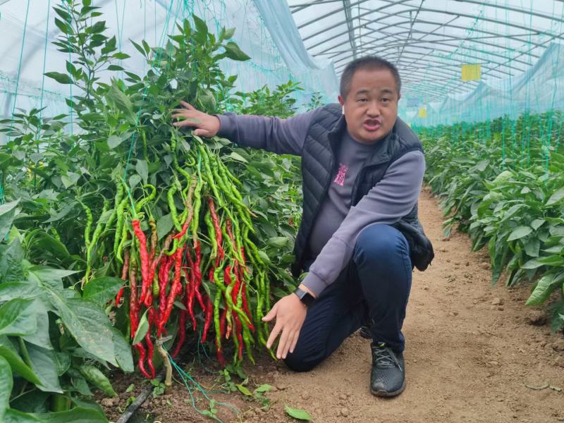 金富小麻花螺丝椒全螺翠绿色抗病耐弱光不变短旋度好