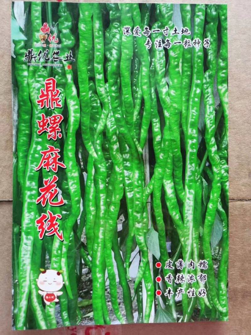 金富小麻花螺丝椒全螺翠绿色抗病耐弱光不变短旋度好