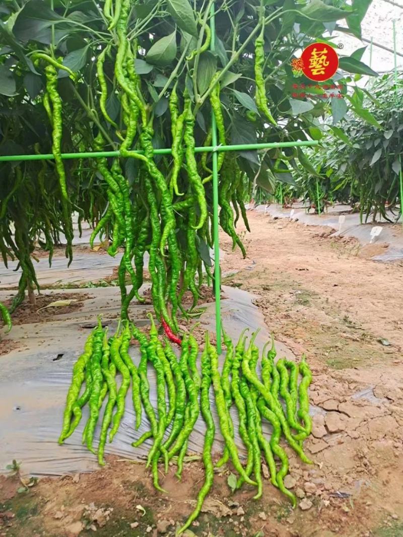 金富小麻花螺丝椒全螺翠绿色抗病耐弱光不变短旋度好