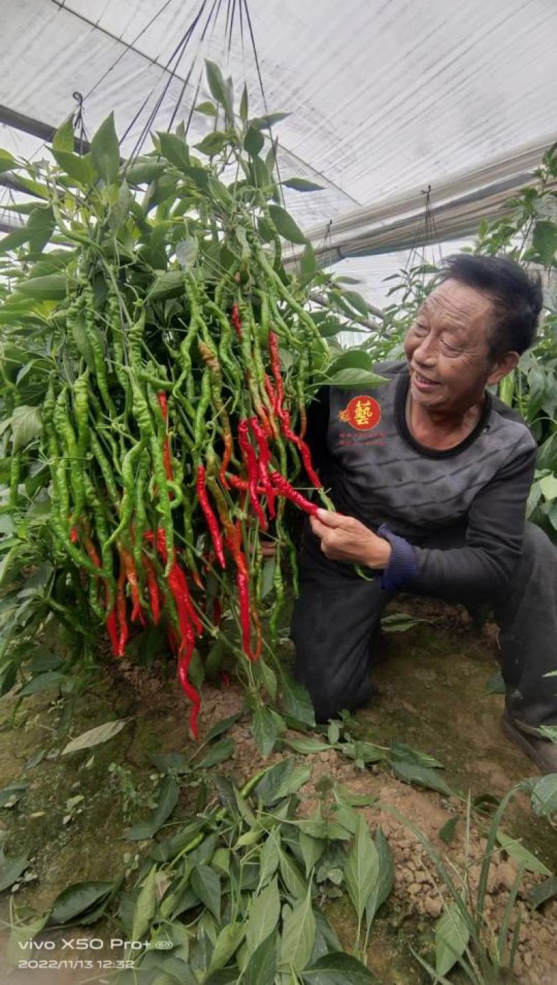 金富小麻花螺丝椒全螺翠绿色抗病耐弱光不变短旋度好